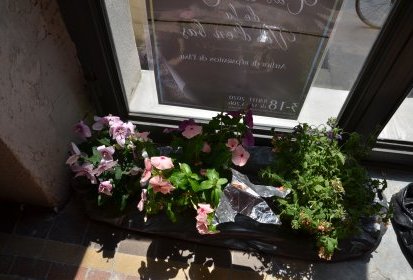 La recherche du vivant